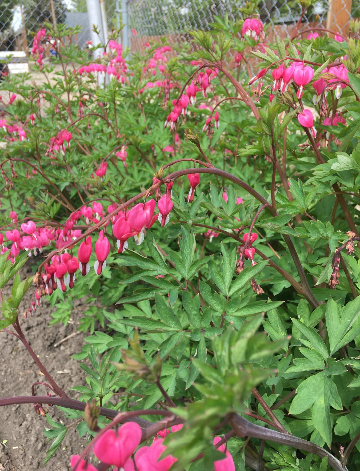 Spider plant - Gardening at USask - College of Agriculture and Bioresources