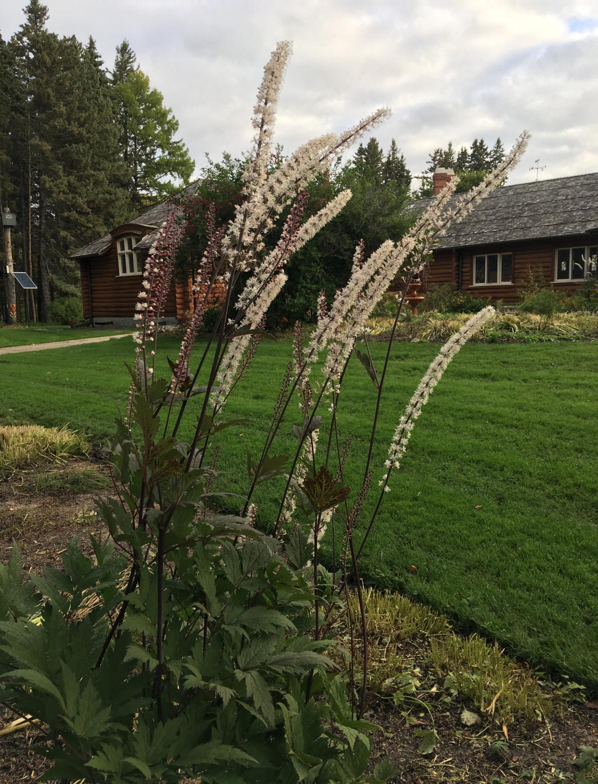 Plant with tall, dark redish-brown stem that has tube of small white flowers at the top.