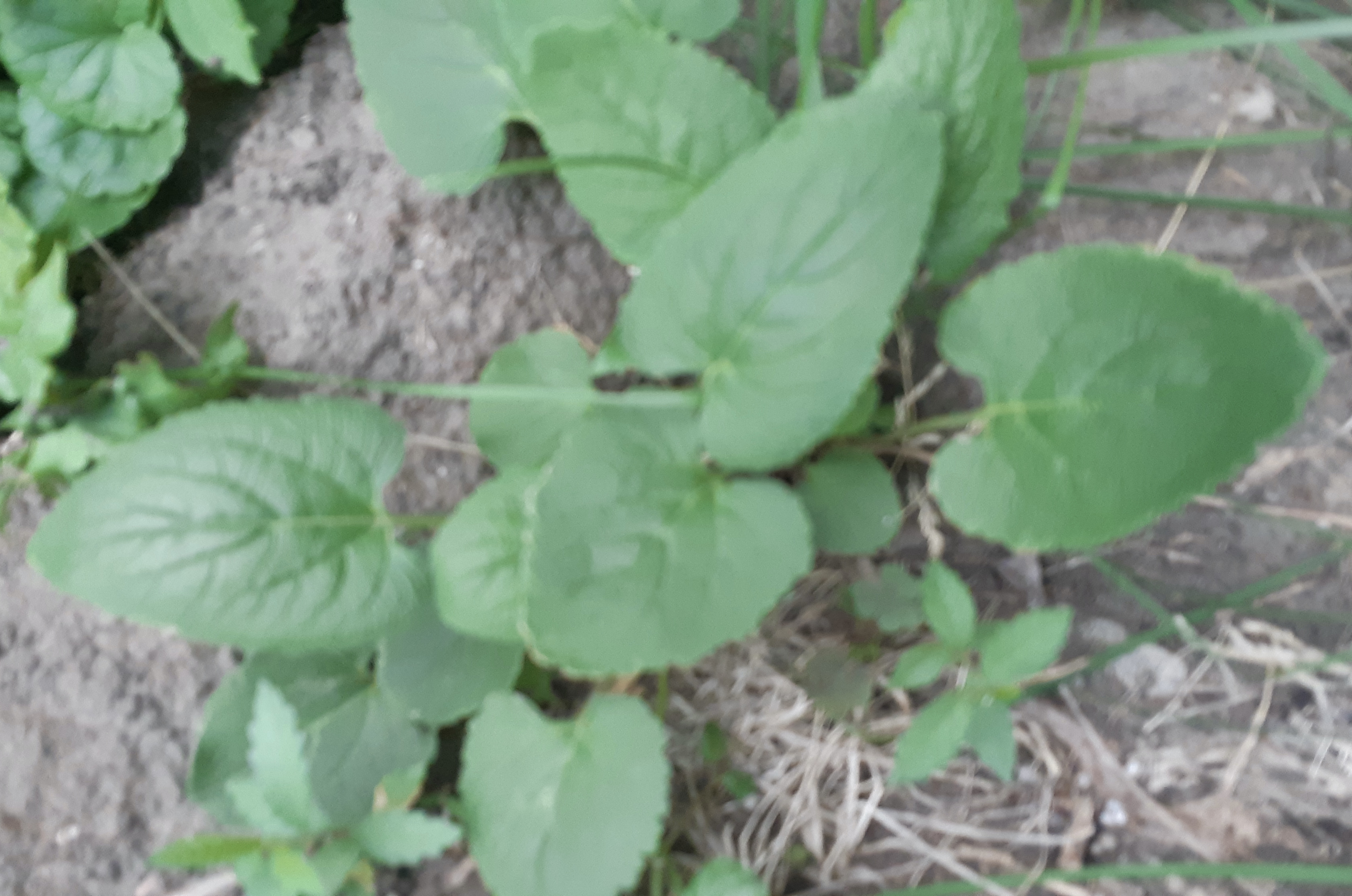 Basal growth of creeping bellflower