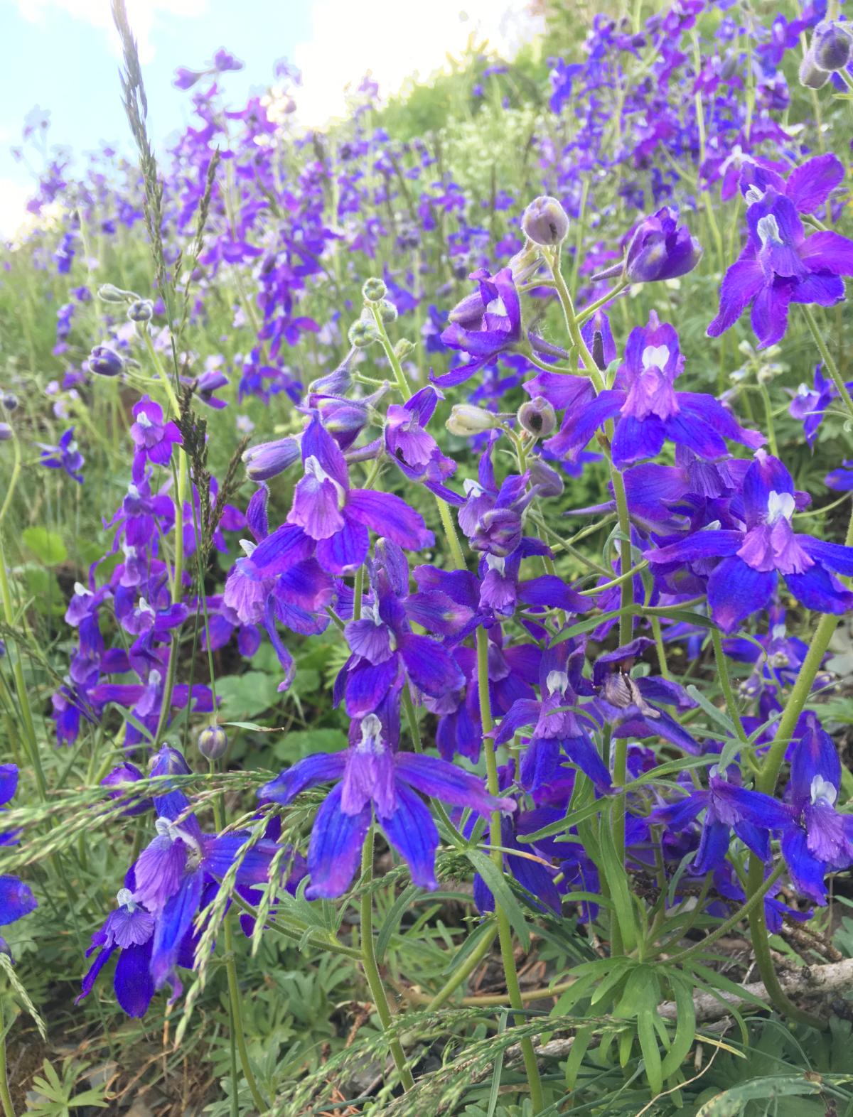 Plant with multiple purplish-blue flowers arranged along the flower stalk.