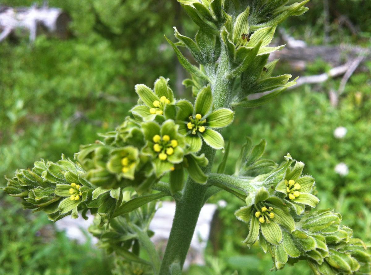 Clusters of green flowers with six bright yellow anthers