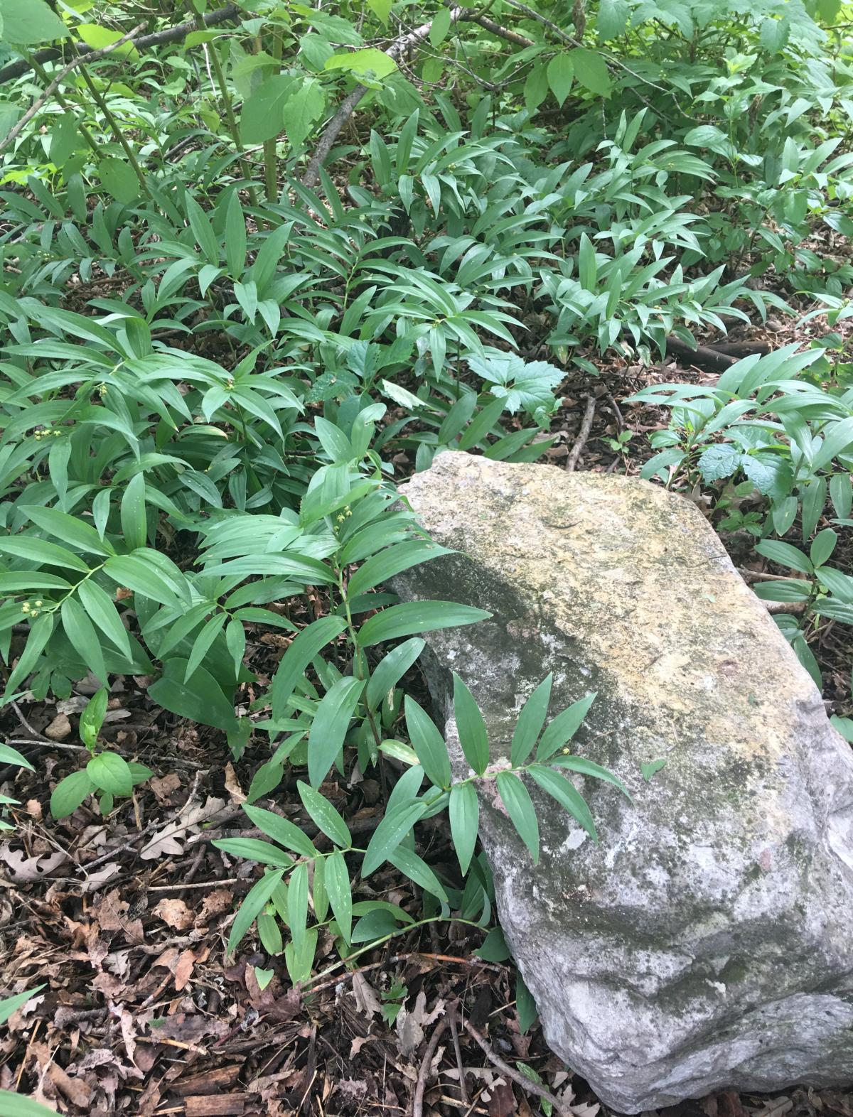 Leaves of this plant are arranged like a feather, on one plane with leaves on opposite sides.