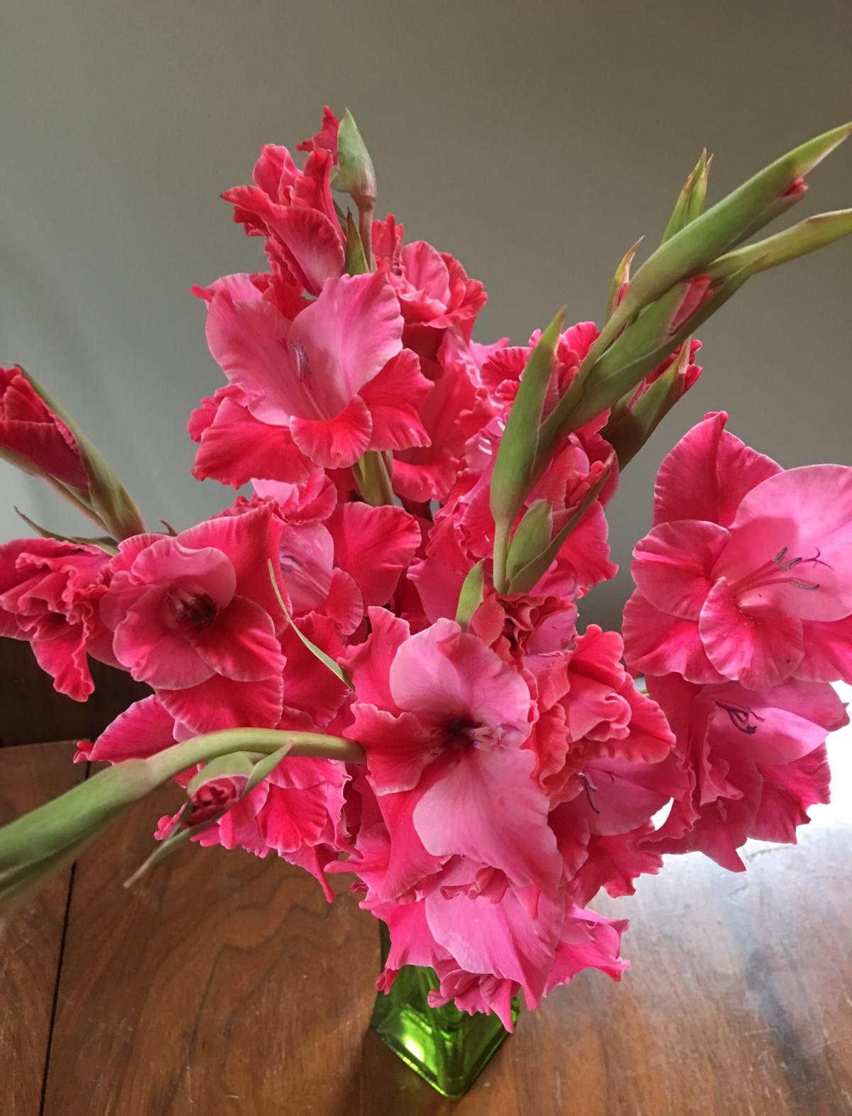 Large dark pink, almost red, flowers arranged in a vase.