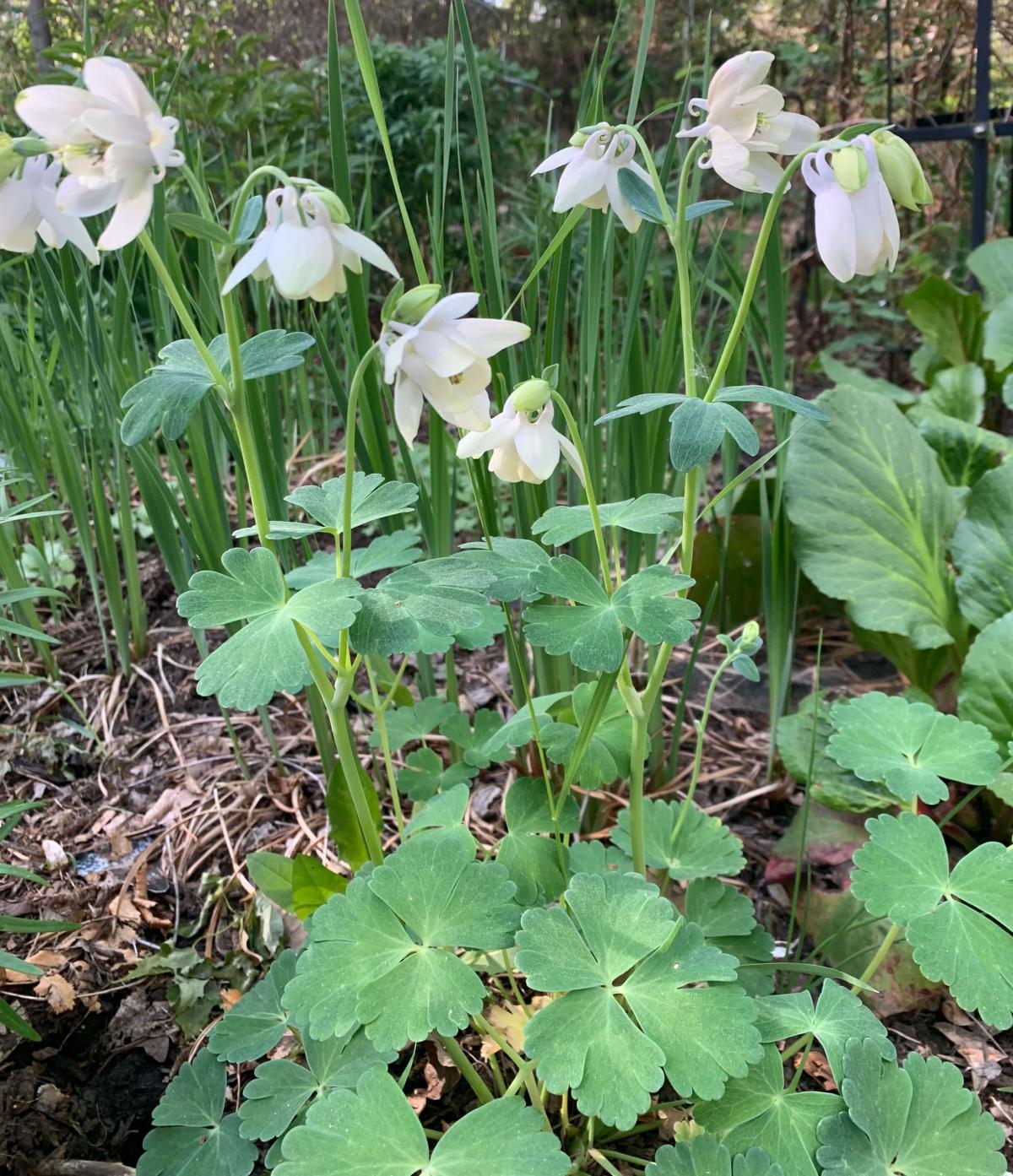 Drooping white flowers that look like a group of white doves sitting together.