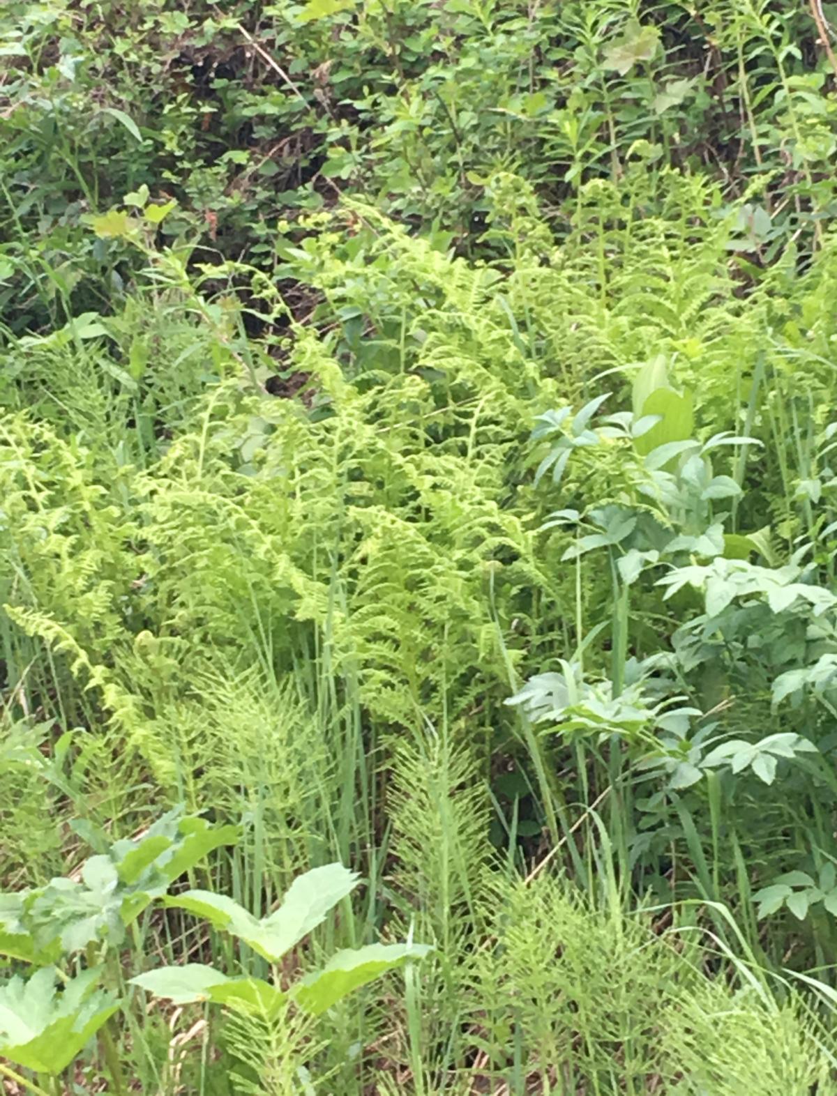 Light green fern