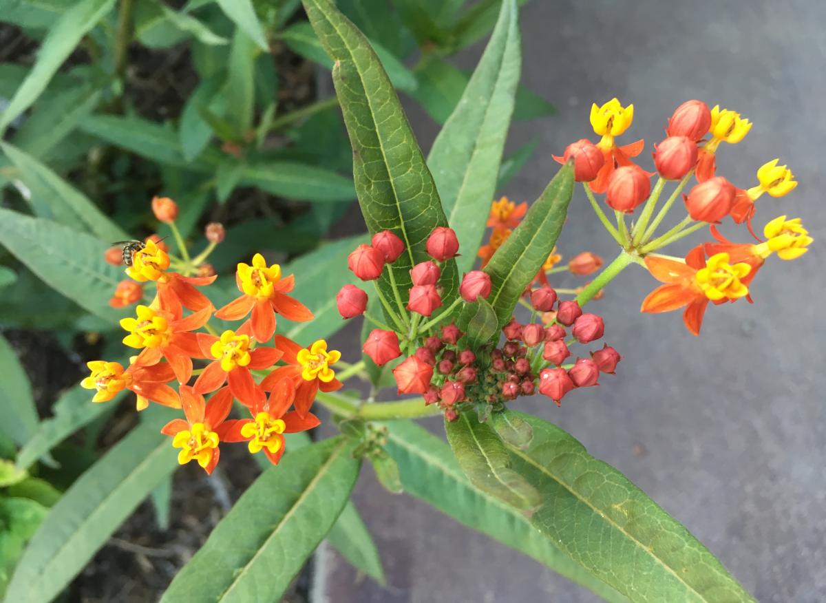 Plant with long thin leaves and groupings of small yellow and red flowers.