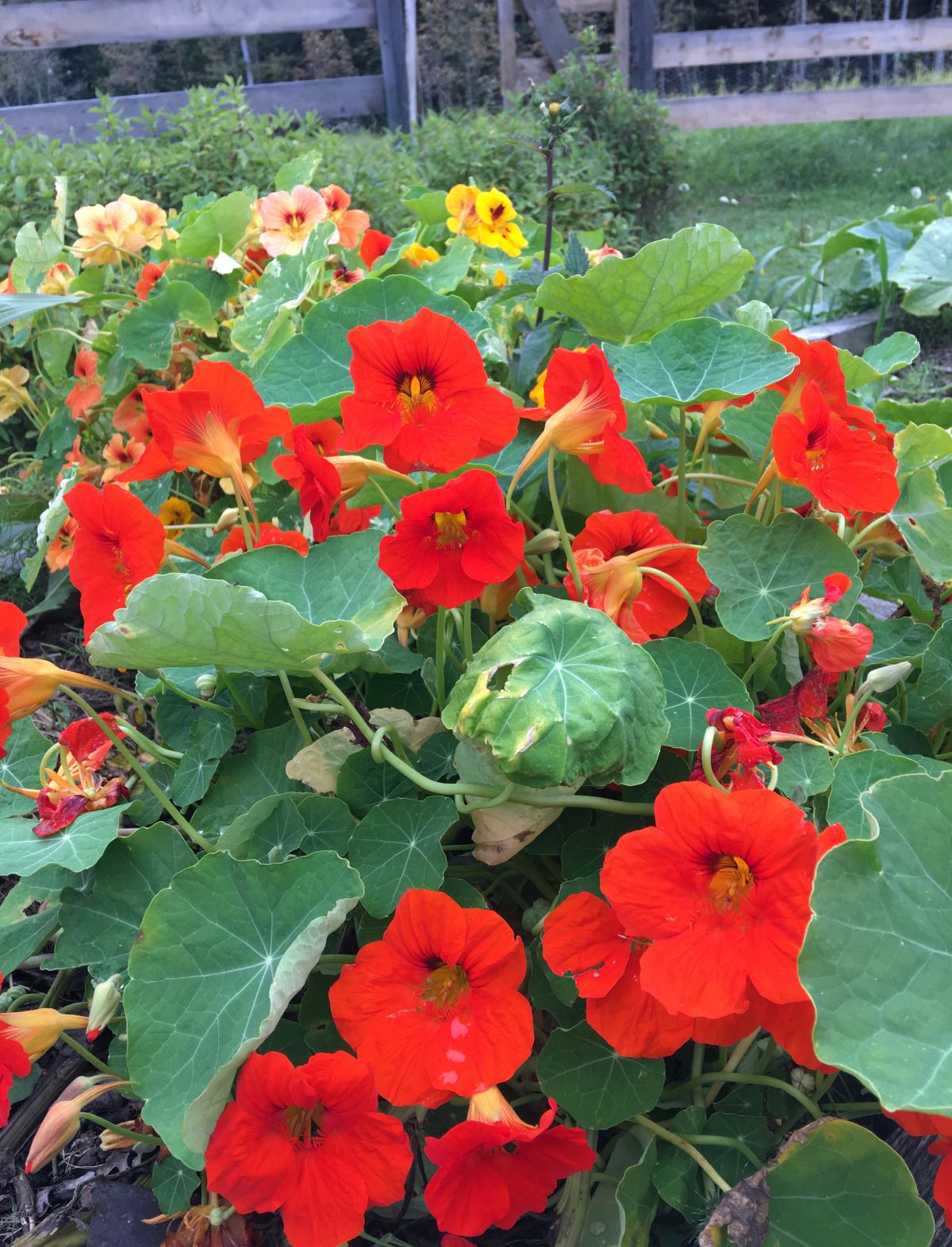 Plant with vibrant red flowers and green circular leaves