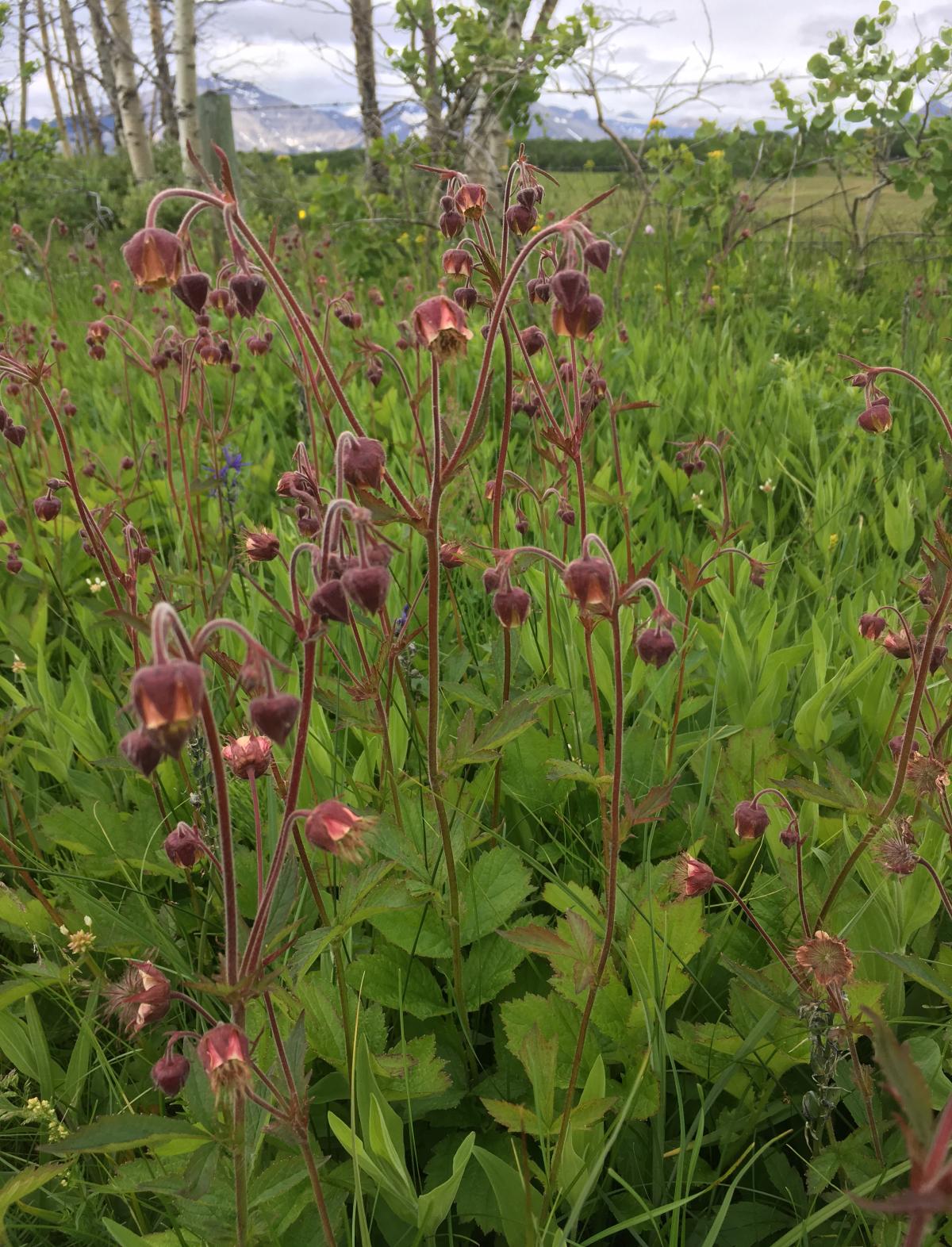 Plant with long purple stems that have small purple drooping flowers at the top.