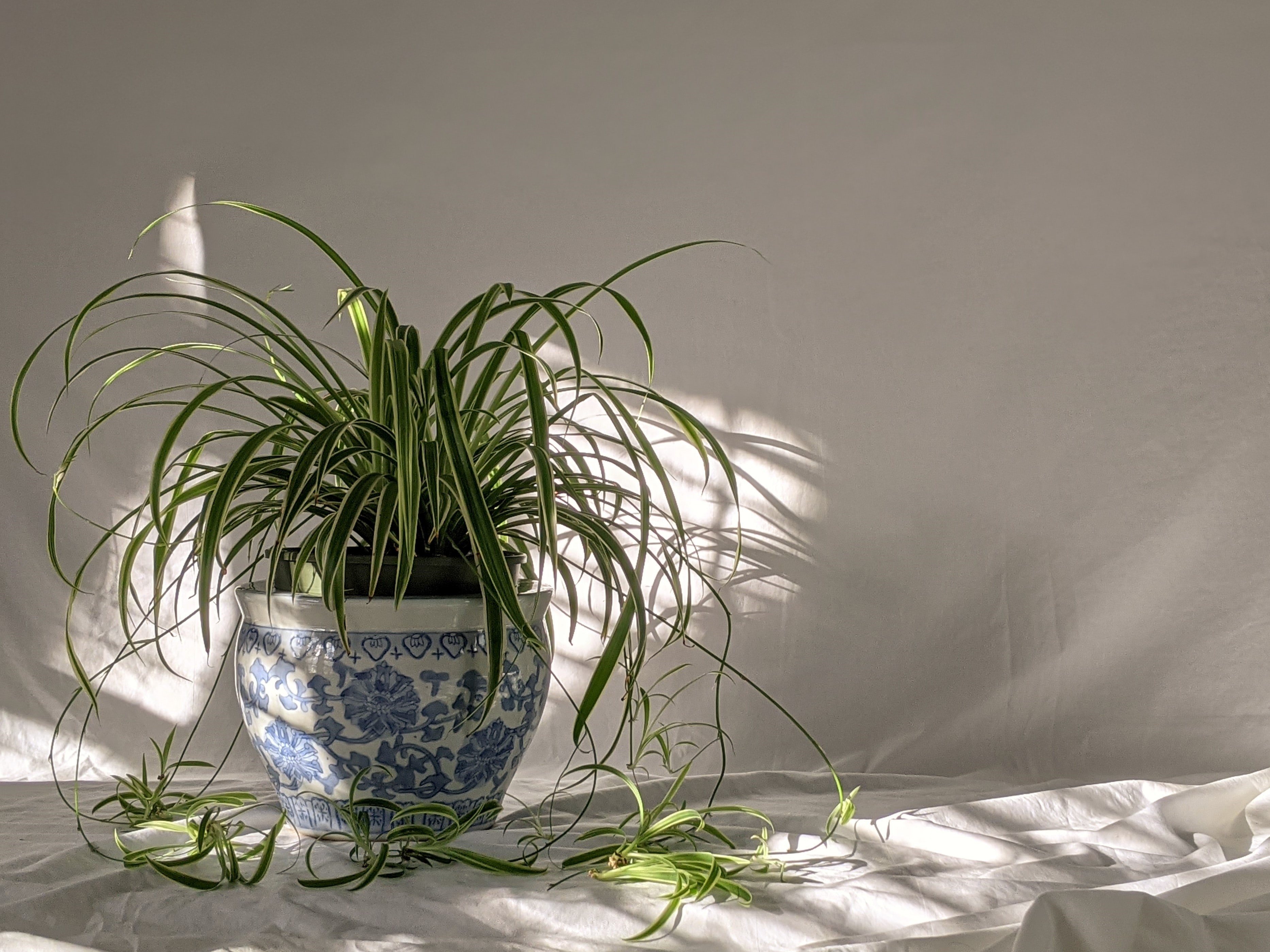 Spider plant - Gardening at USask - College of Agriculture and Bioresources