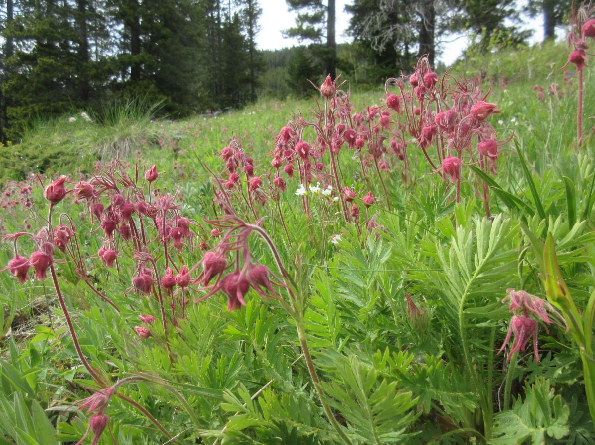 Three small, drooping pink flowers sit atop a long dark pink stem.