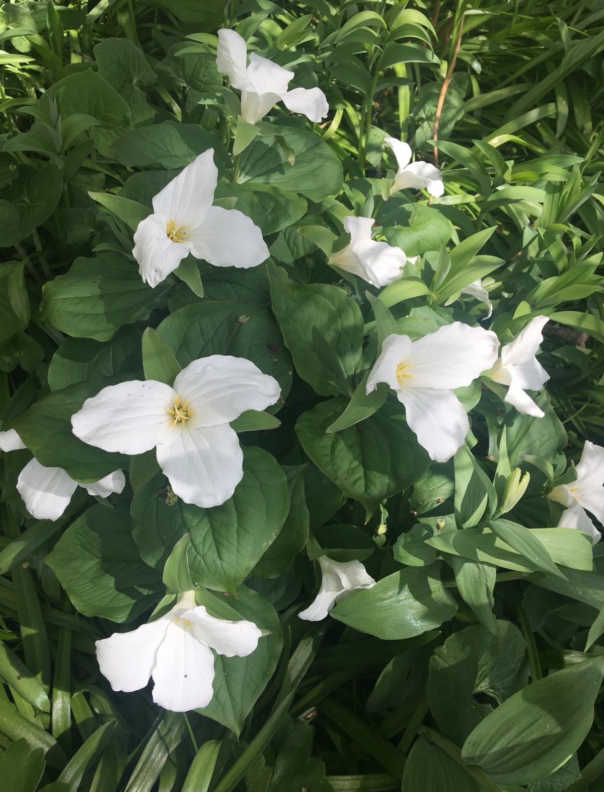 Plant that is low to the ground with dark green leaves and large flowers with three white petals