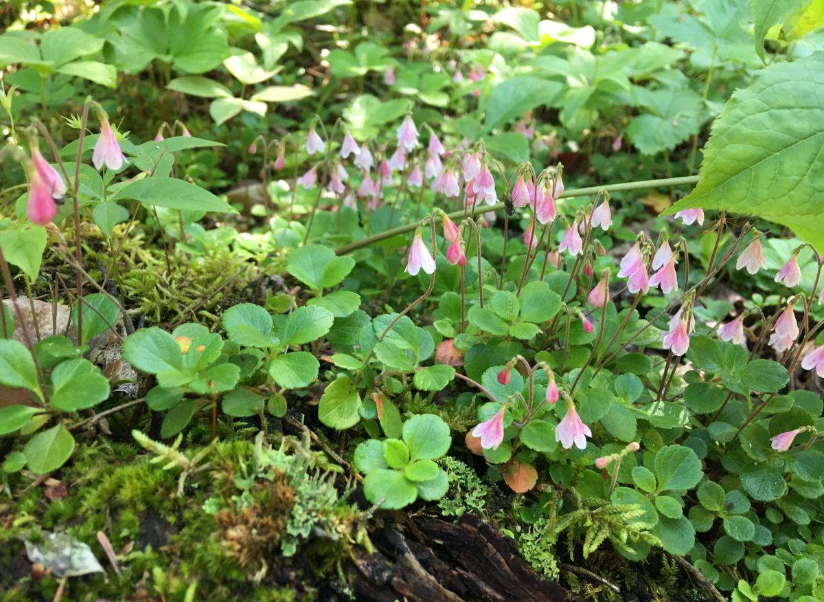 Plant with rosetter of leaves at the base of a single flower stalk with two drooping pink, bell-shaped flowers.