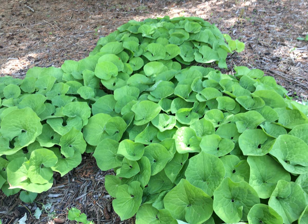 Plant that is very low to the ground with large heart-shaped leaves.