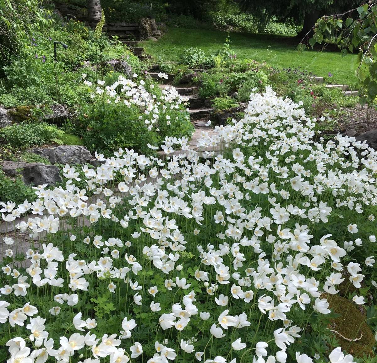 Patch of white flowers 