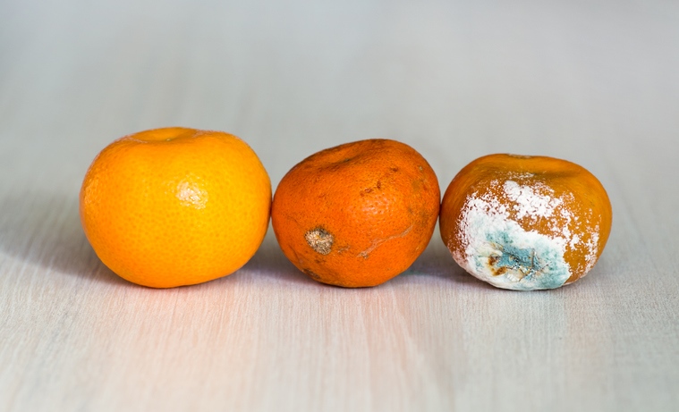 Three oranges. The first is fresh and bright orange. The second is a little darker orange, and has small discolourations on it. The third is moldy.