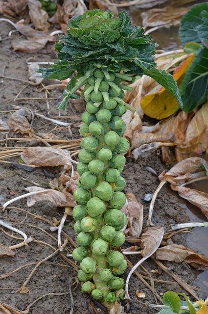 Brussels sprouts - Gardening at USask - College of Agriculture and Bioresources University of Saskatchewan
