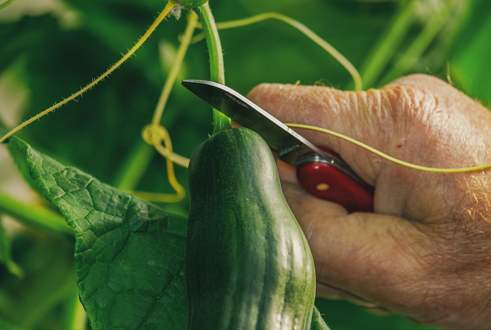 Vegetable container gardening - Gardening at USask - College of