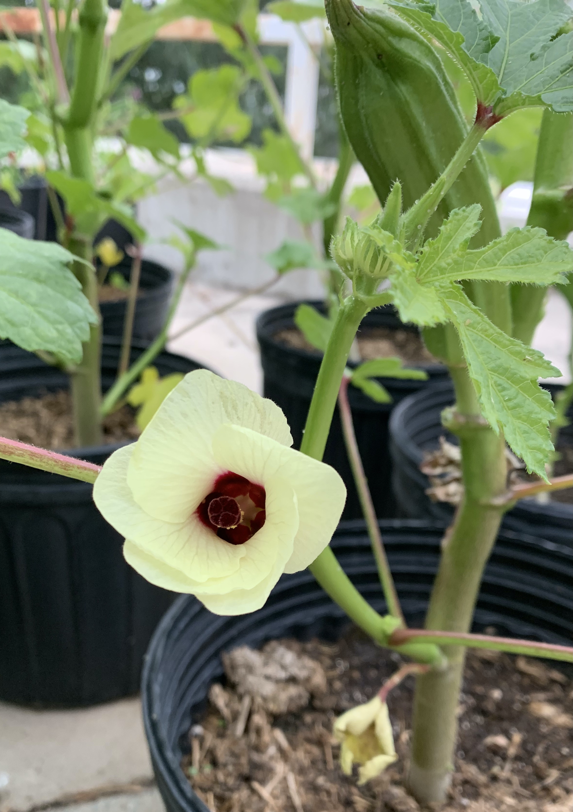 okra plant in container