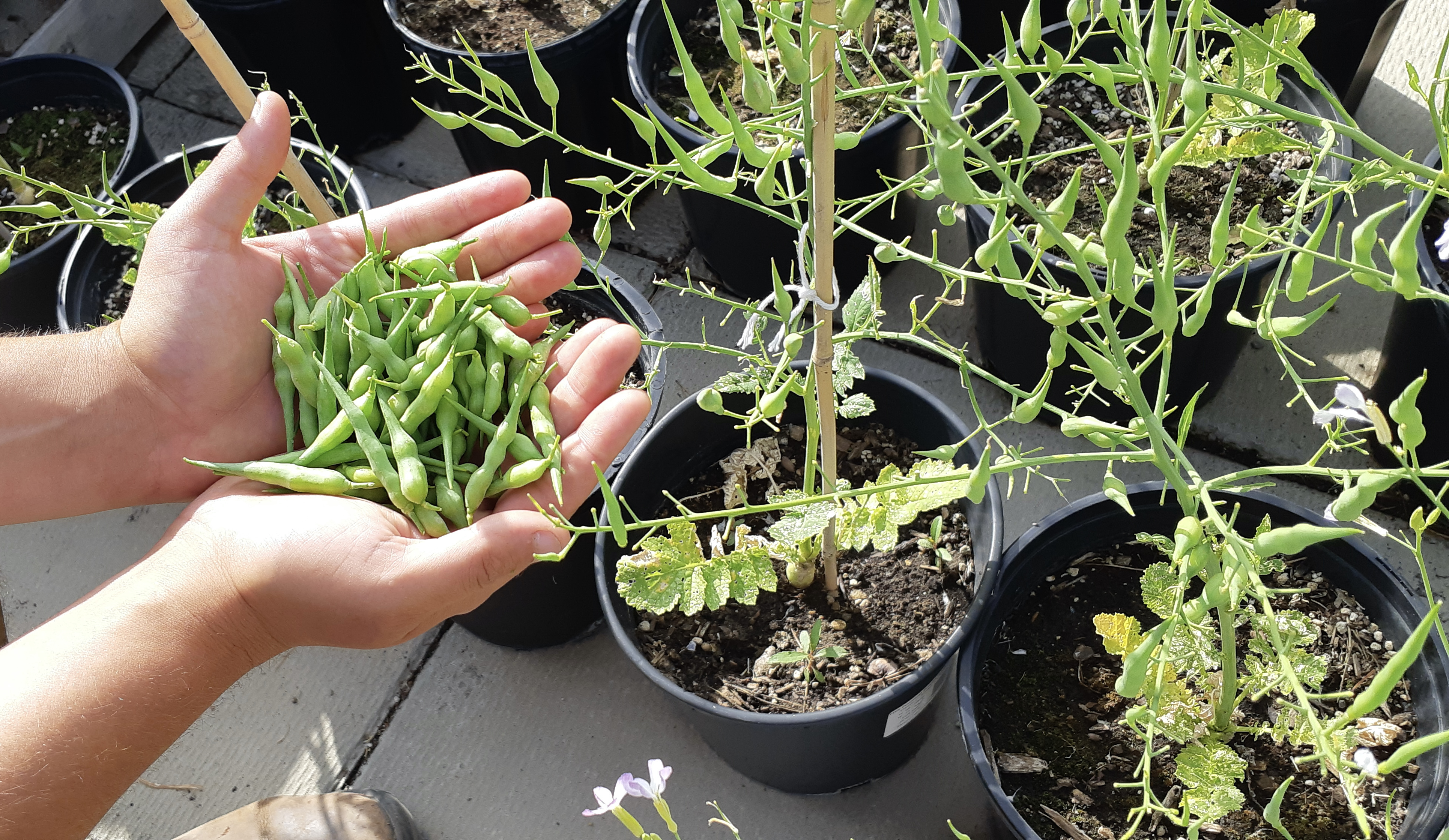 Vegetable container gardening - Gardening at USask - College of Agriculture  and Bioresources