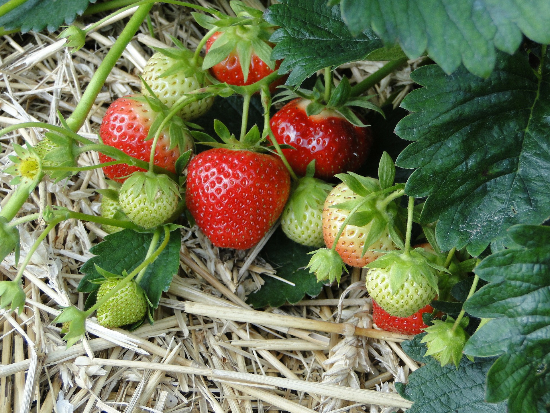 Strawberries Gardening College Of Agriculture And Bioresources
