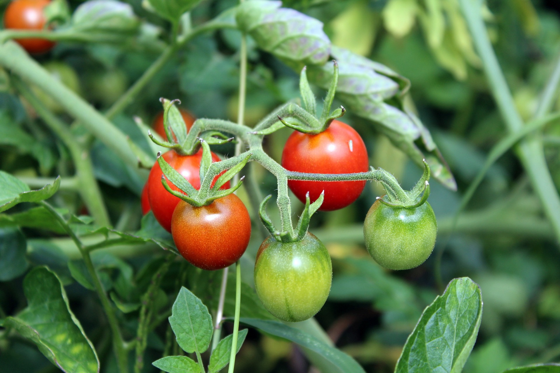 Tomatoes Gardening College Of Agriculture And Bioresources