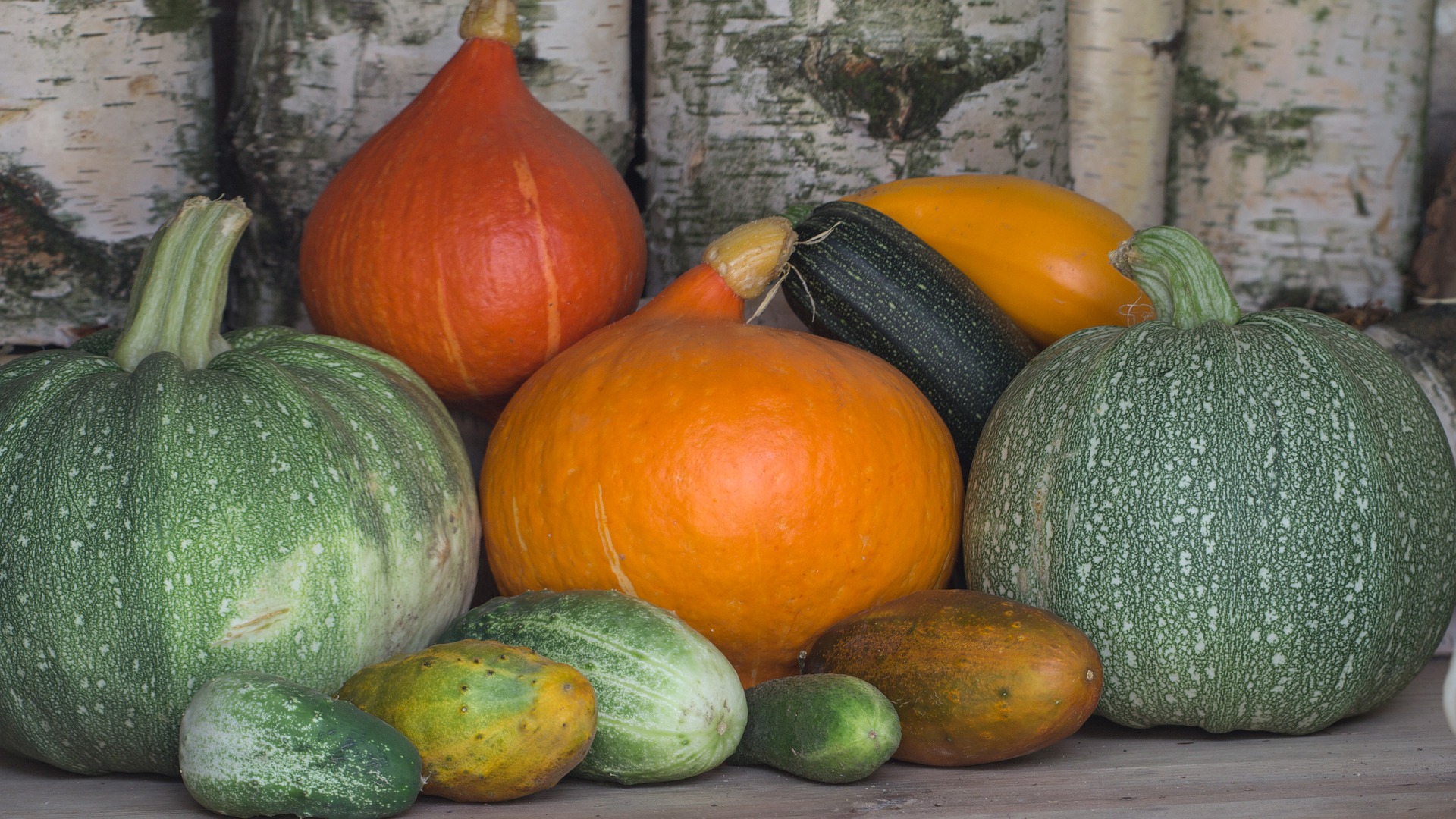 Curcubits Squash Gourds Watermelon Cucumbers Gardening College Of Agriculture And Bioresources University Of Saskatchewan