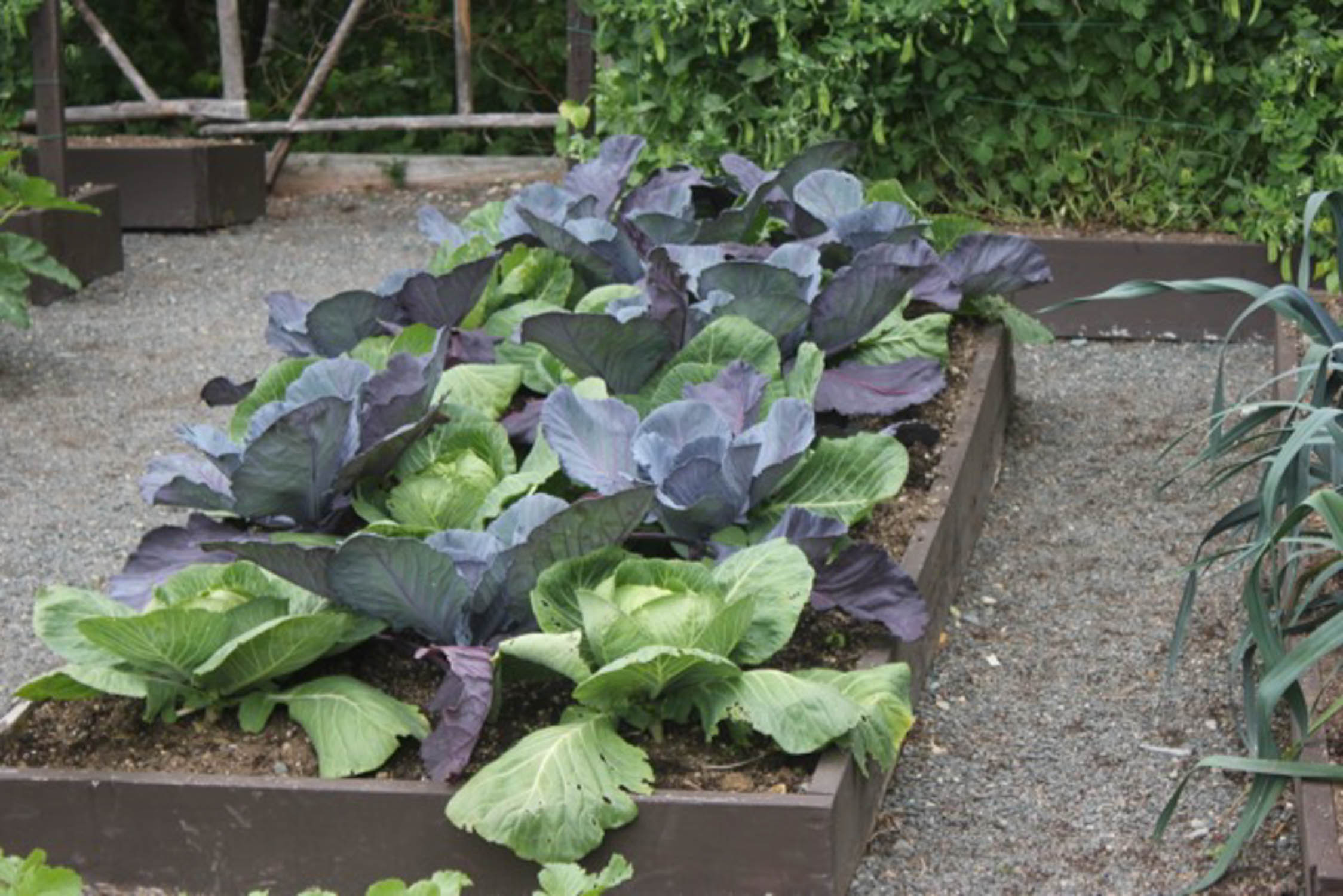 Home Vegetable Garden Images - Find inspiration from gardens that you ...