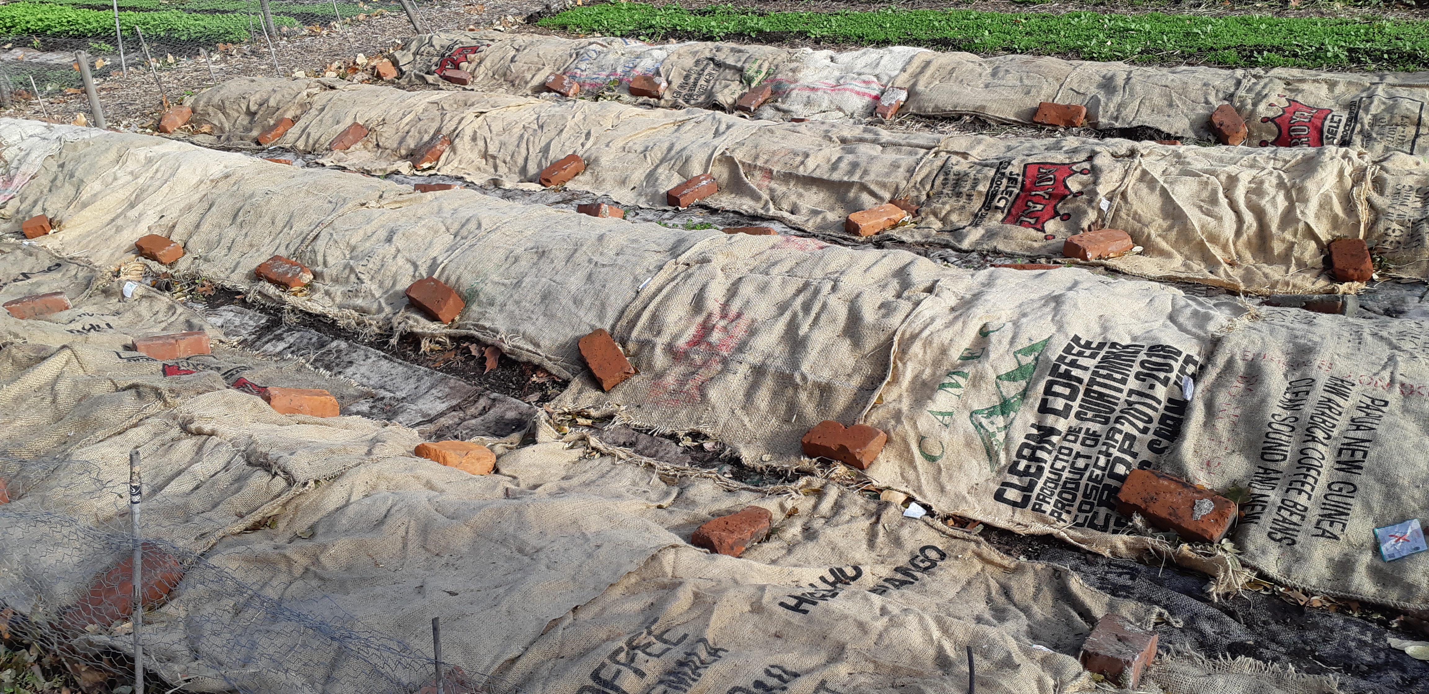 Leaves mounded on vegetable beds, covered with burlap and secured at the edges. A good method for protecting strawberries, garlic and tender perennials over winter.