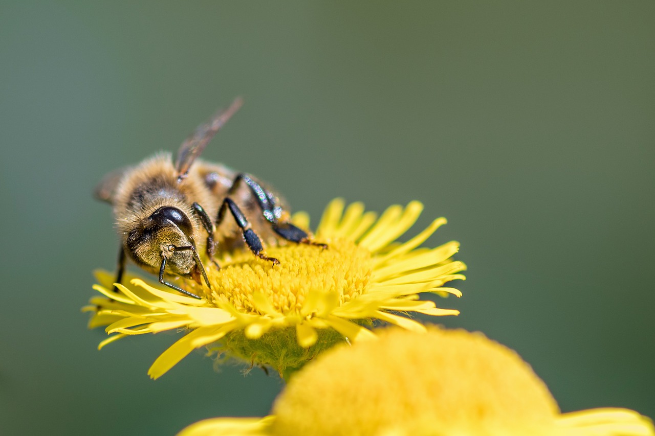 Dandelions are critical foods in the spring for bees
