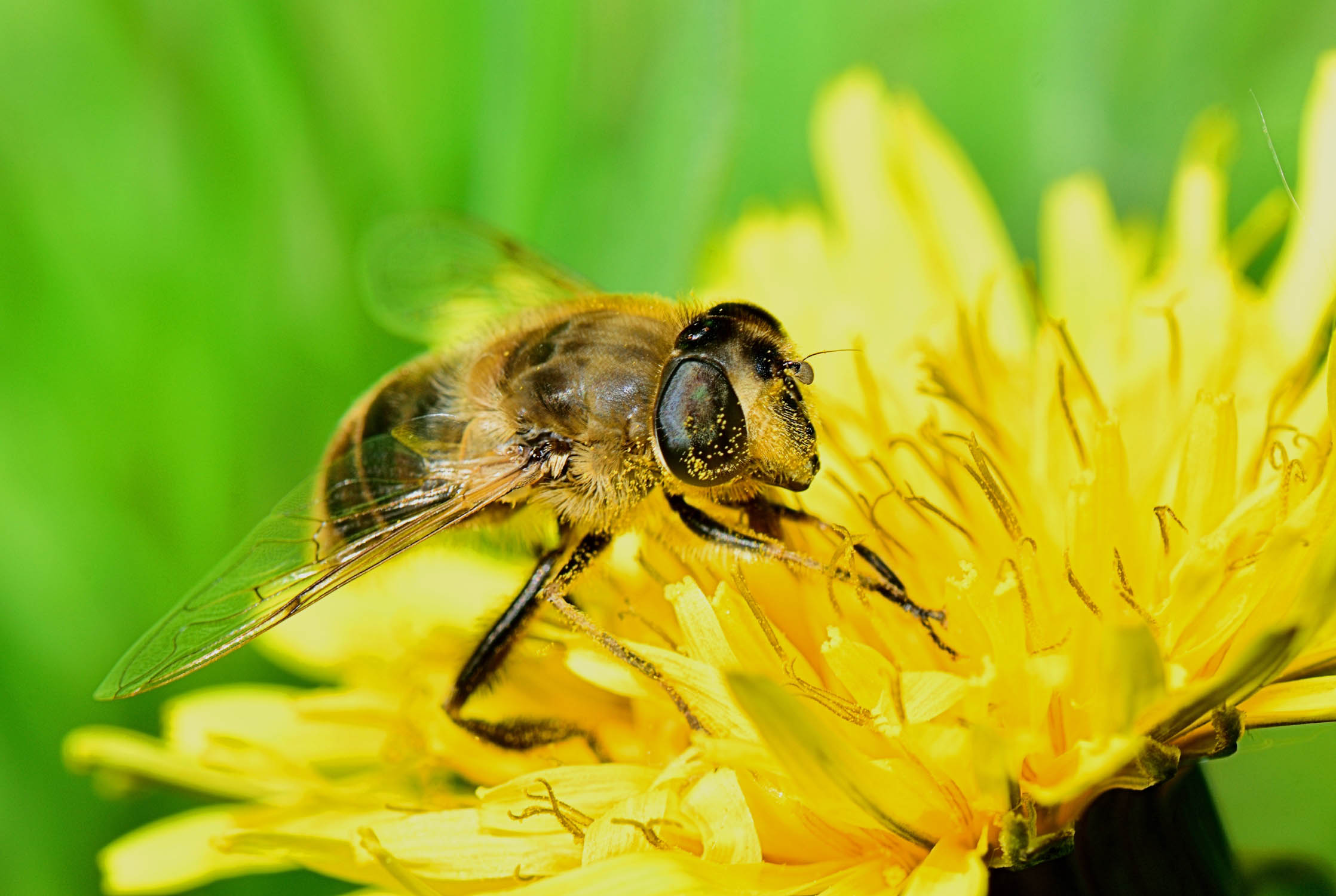 Dandelions are critical foods in the spring for bees!