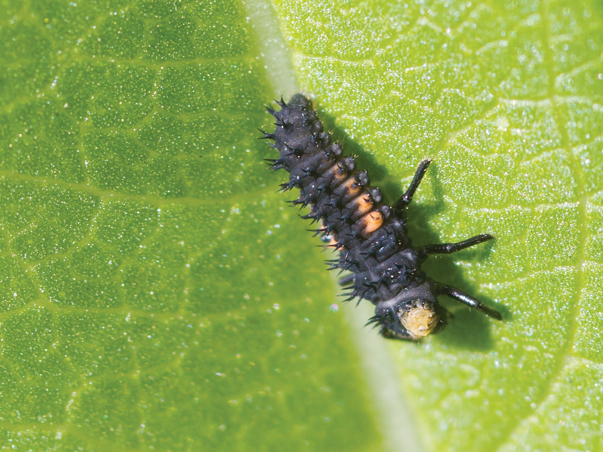 Ladybug Larvae