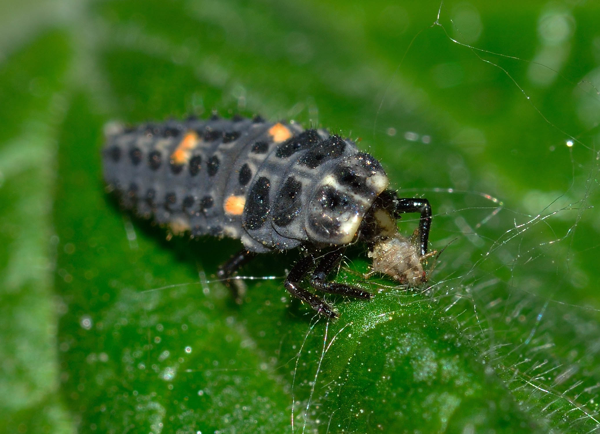 Ladybug larvae eating aphid