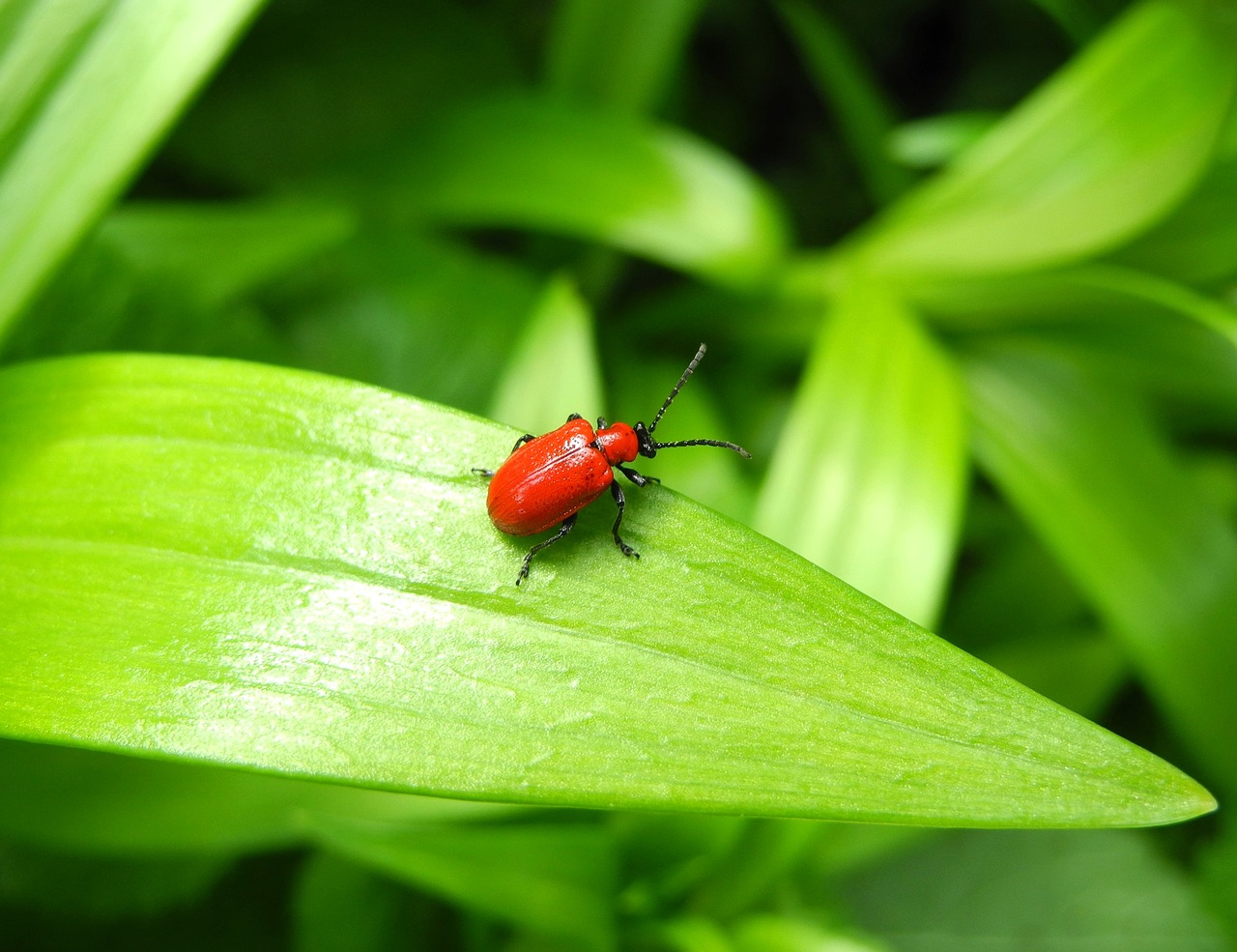 fløjl politik Privilegium Red lily beetle, Scarlet lily beetle - Gardening at USask - College of  Agriculture and Bioresources | University of Saskatchewan