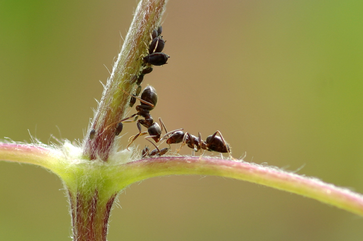 Ants - Gardening at USask - College of Agriculture and