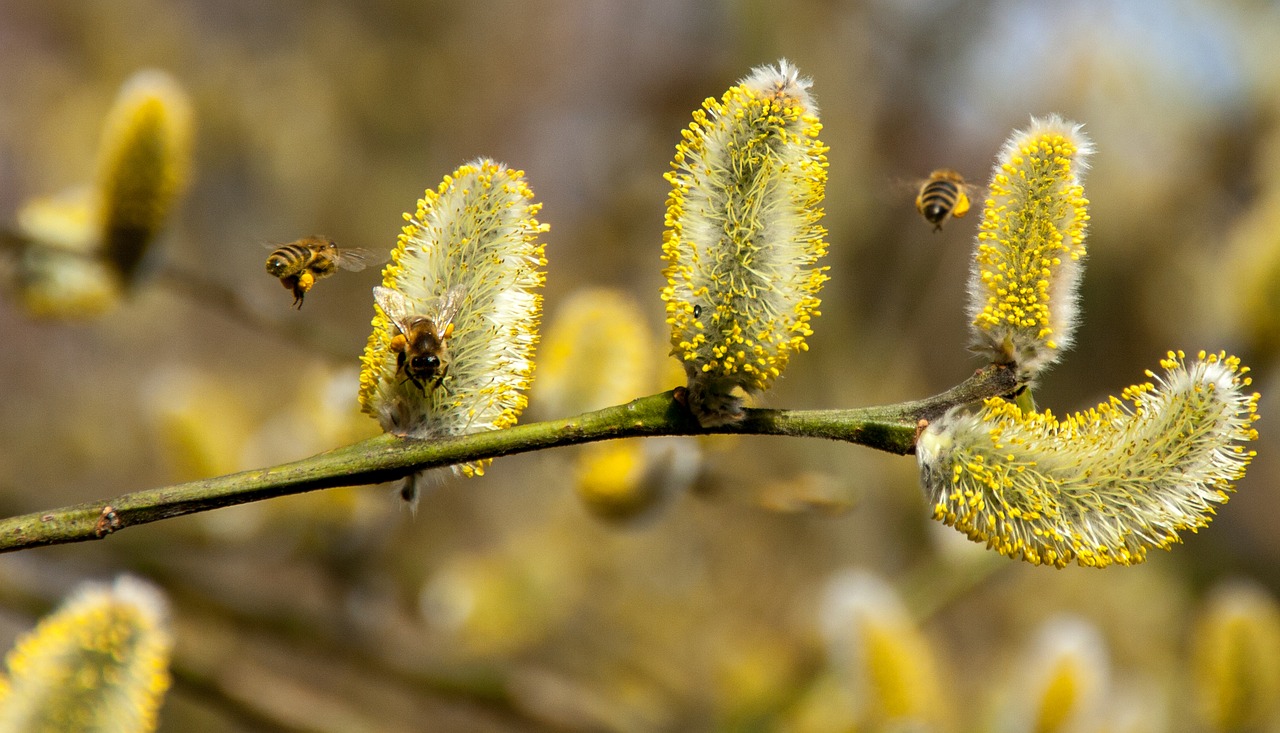 Willows are important spring food for bees