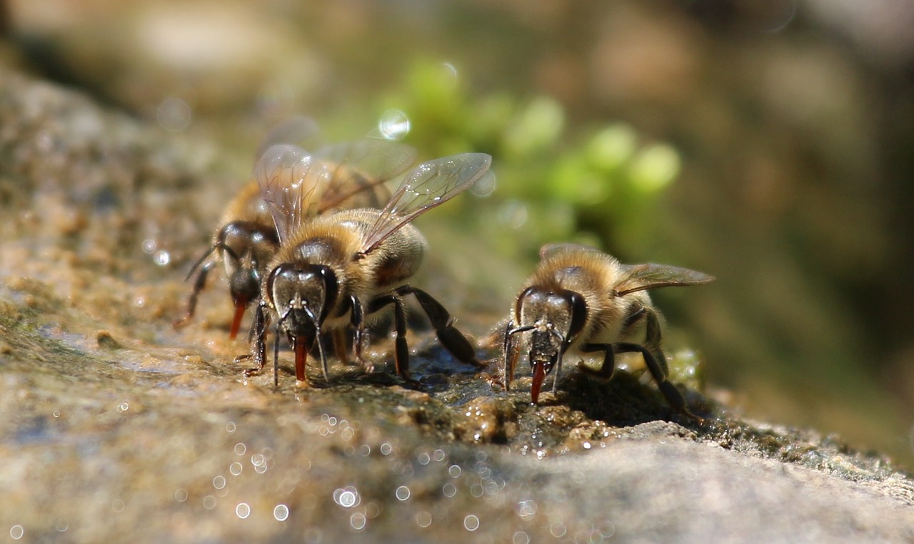 Shallow water should always be available for bees in our dry climate