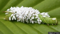 Braconid wasp larve in caterpillar by David Cappaert on budwood.org