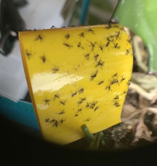 Mosquito-like insects (AKA fungus gnats) stuck to a yellow sticky card.