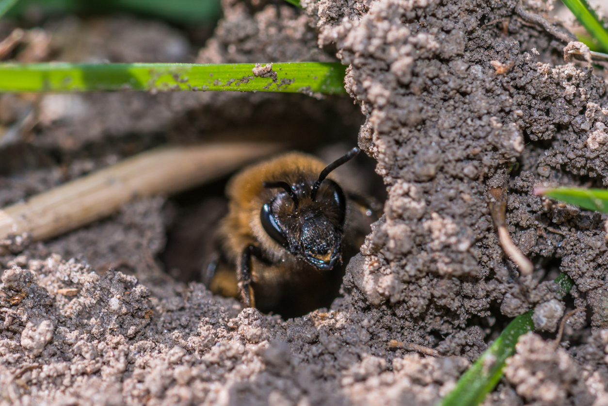 Earthworms - Gardening at USask - College of Agriculture and Bioresources