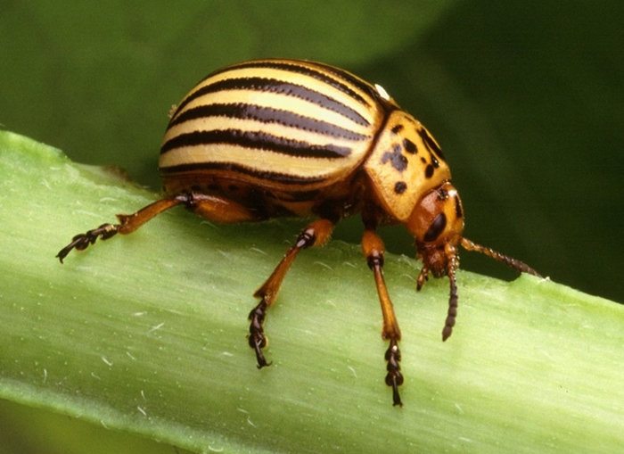 Colorado potato beetle - Gardening at USask - College of Agriculture and  Bioresources