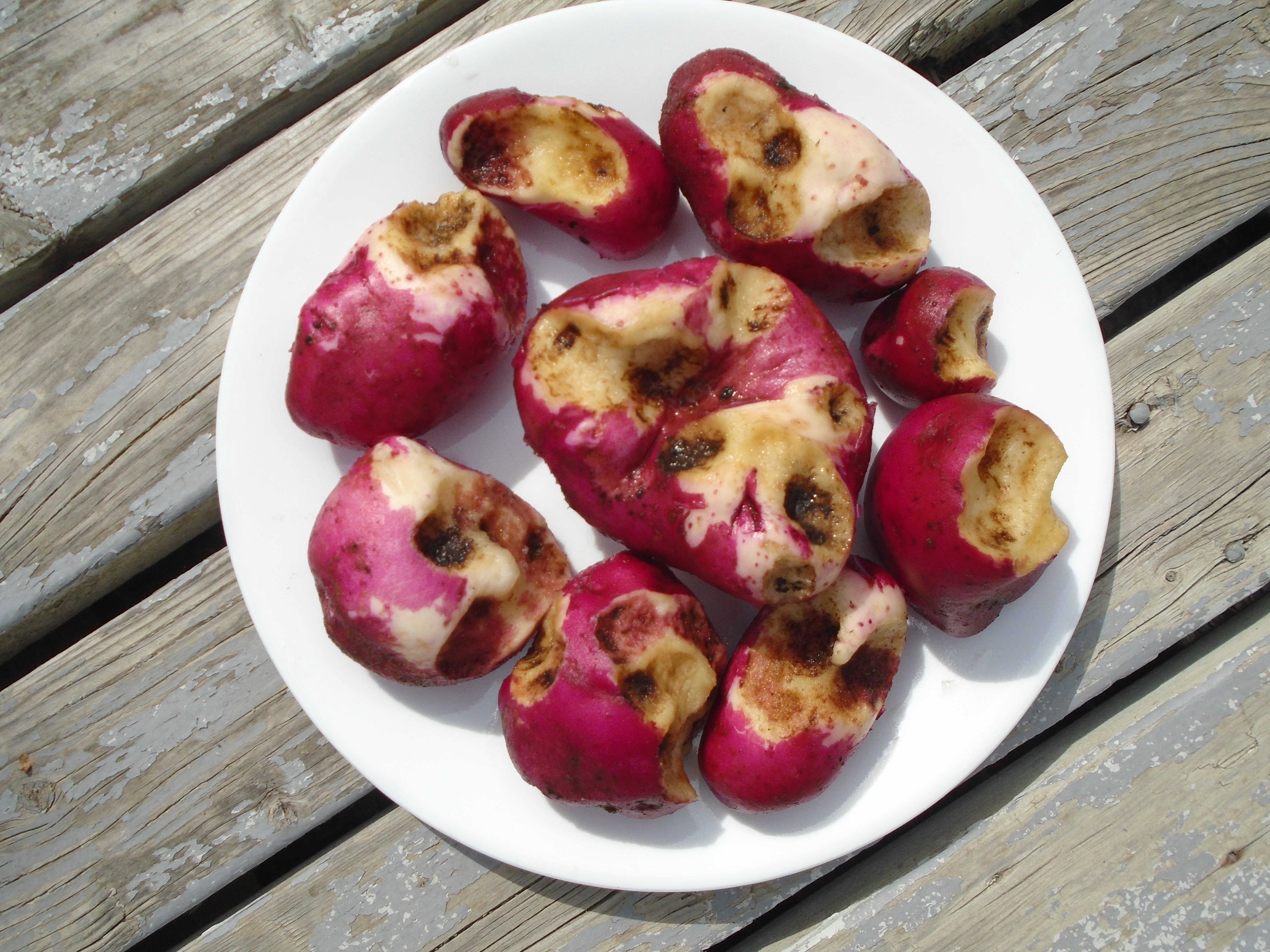 Potatoes damaged by June beetle larva. Image courtesy of Susan Velder.