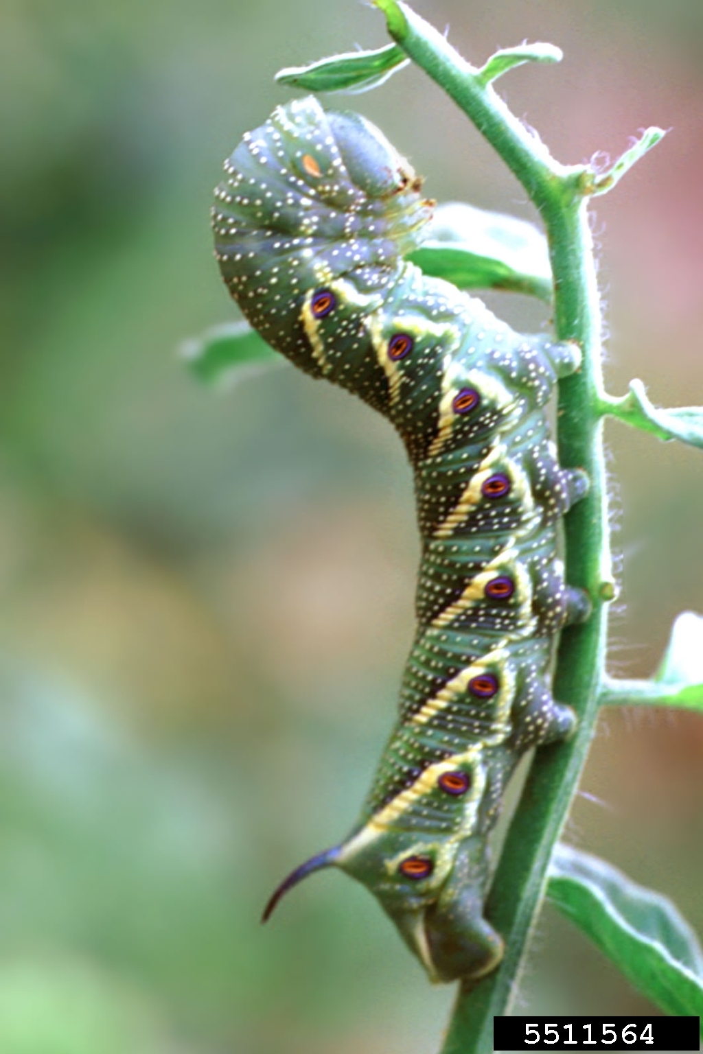 download hornworm caterpillar