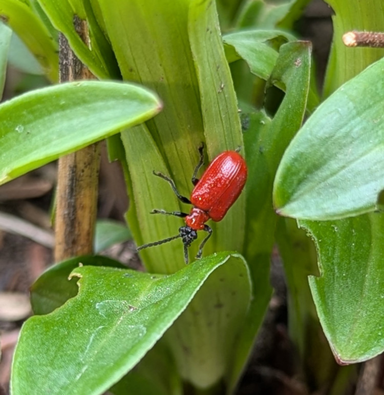 A Red Lily Beetle on lily foliage. Some leaves showing characteristic damage.