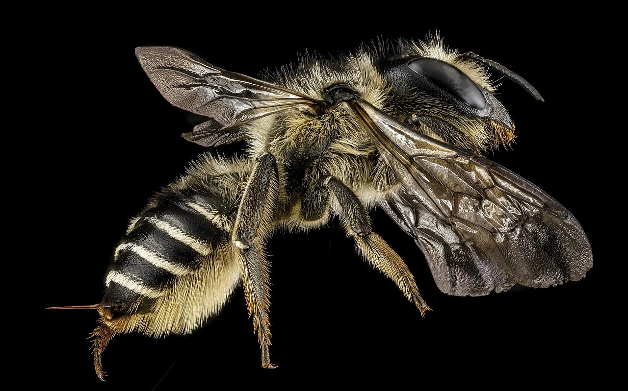 Leafcutter bee