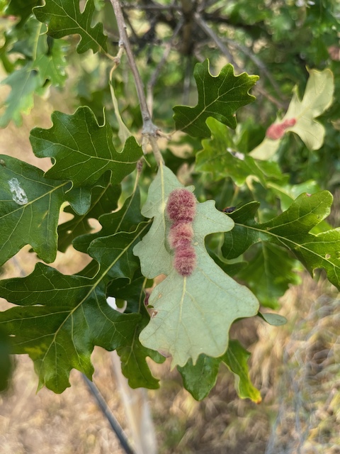 A wooly gall on oak leaves