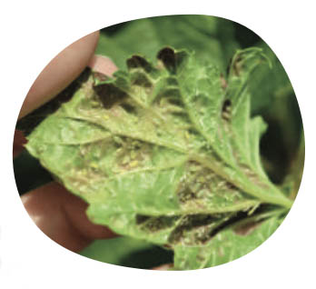 little-green-thumbs-indoor-common-pests-aphids.jpg