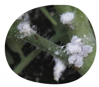 little-green-thumbs-indoor-common-pests-mealy-bugs.jpg