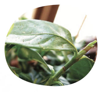 little-green-thumbs-indoor-common-pests-spider-mites.jpg