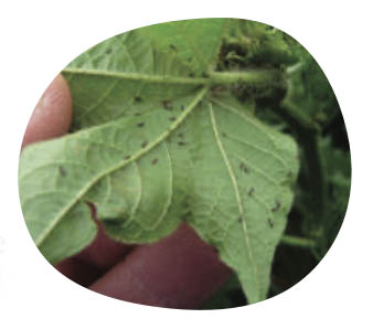 little-green-thumbs-indoor-common-pests-thrips.jpg