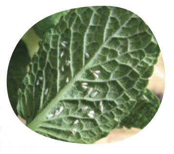 little-green-thumbs-indoor-common-pests-whiteflies.jpg